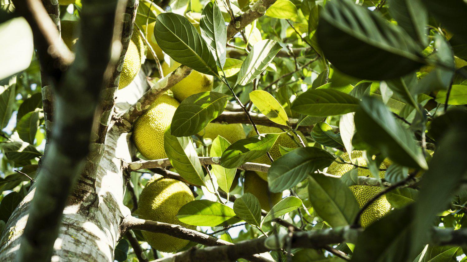 Organic jackfruit growing on a tree in Uganda – DoGood Earth sustainable farming for healthy dried fruit snacks