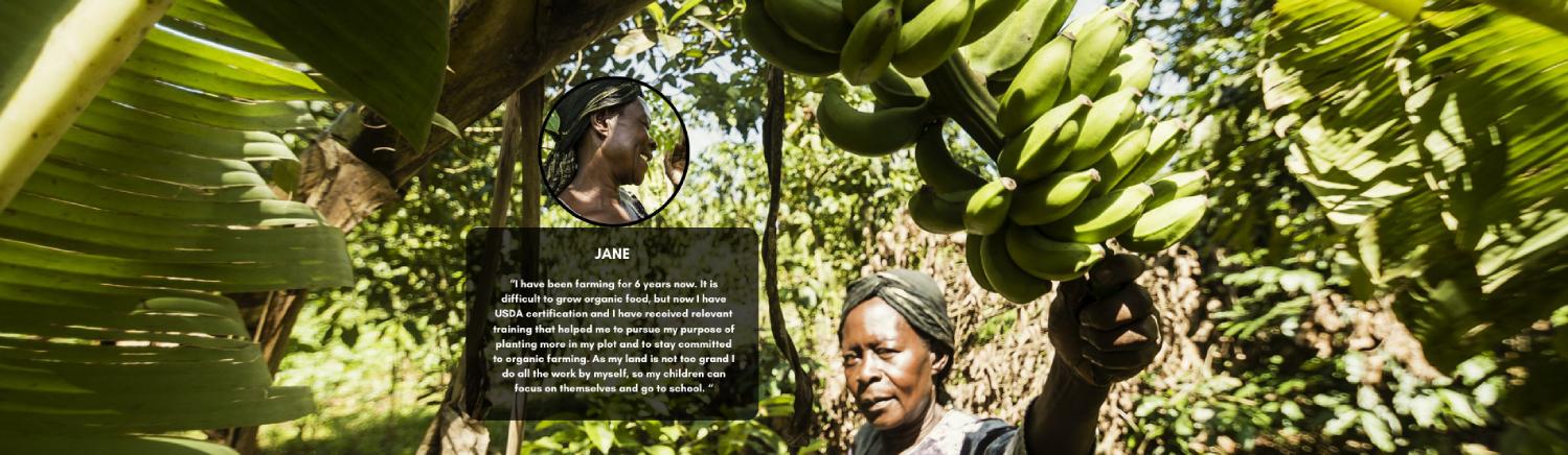 Ugandan farmer Jane harvesting organic bananas, USDA-certified and sustainably grown – DoGood Earth empowering local communities through organic farming