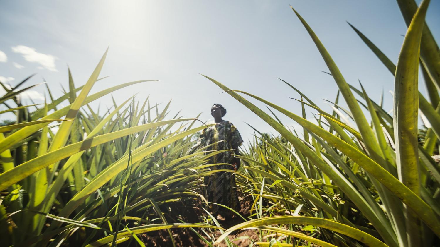 Ugandan woman farmer standing tall in a pineapple field under the sun – highlighting DoGood Earth’s sustainable agriculture and community farming practices