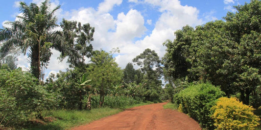 Scenic red dirt road winding through lush tropical greenery under a bright blue sky, representing DoGood’s journey toward sustainability and positive change.