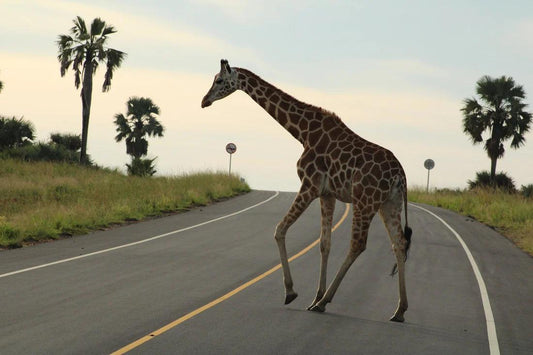 Giraffe crossing an empty road in Uganda with palm trees and grassland in the background