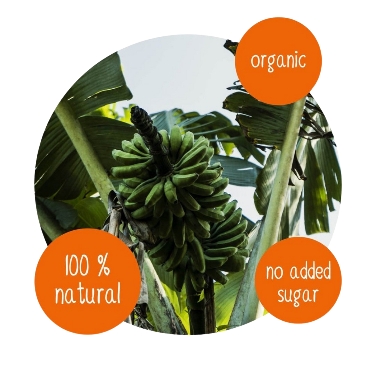 Organic green bananas growing on a banana tree, natural tropical fruit source for dried banana snacks, 100% natural with no added sugar
