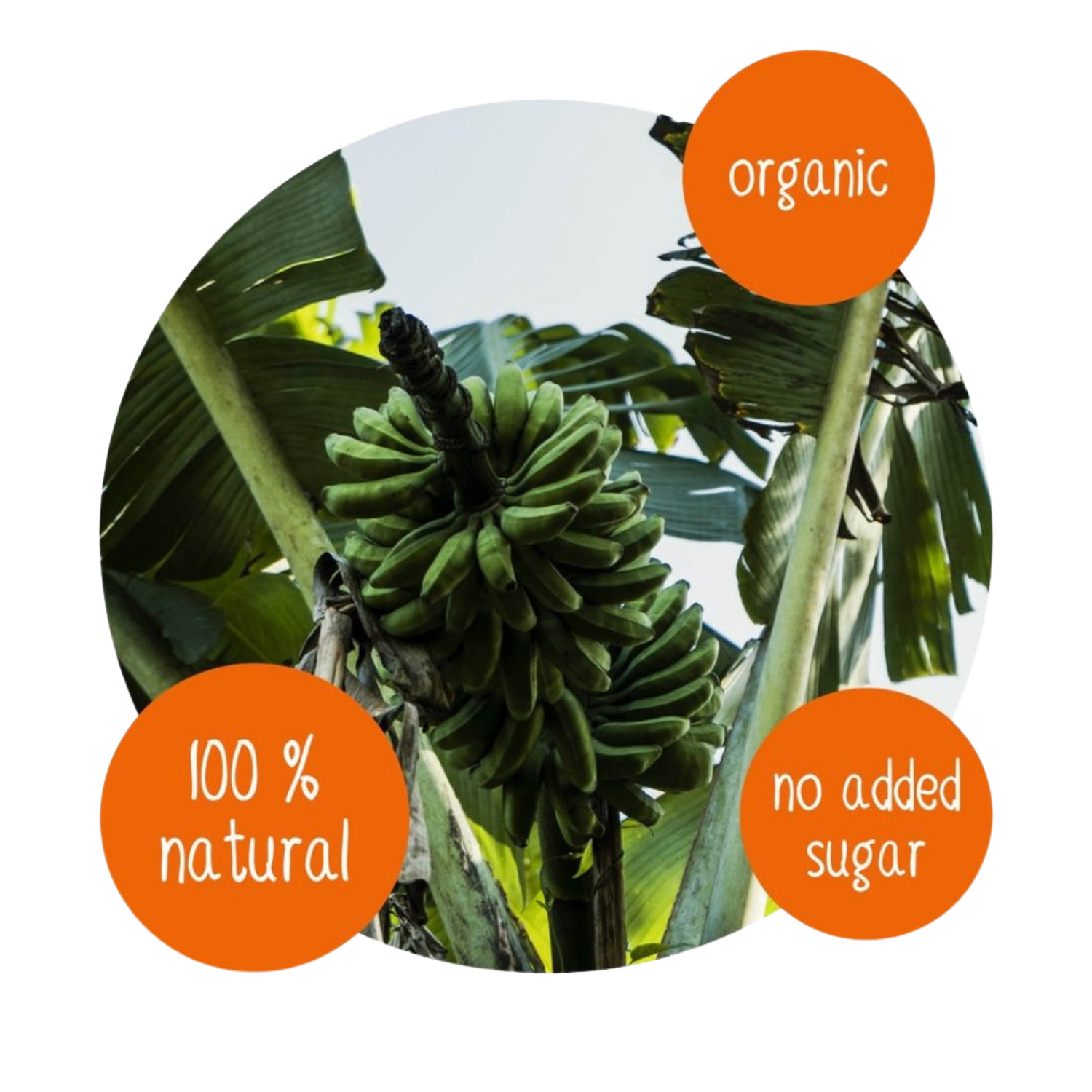 Organic green bananas growing on a banana tree, natural tropical fruit source for dried banana snacks, 100% natural with no added sugar