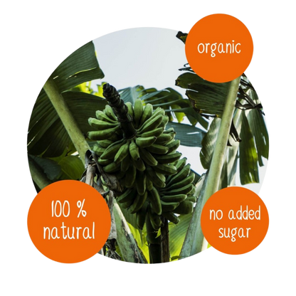Organic green bananas growing on a banana tree, natural tropical fruit source for dried banana snacks, 100% natural with no added sugar