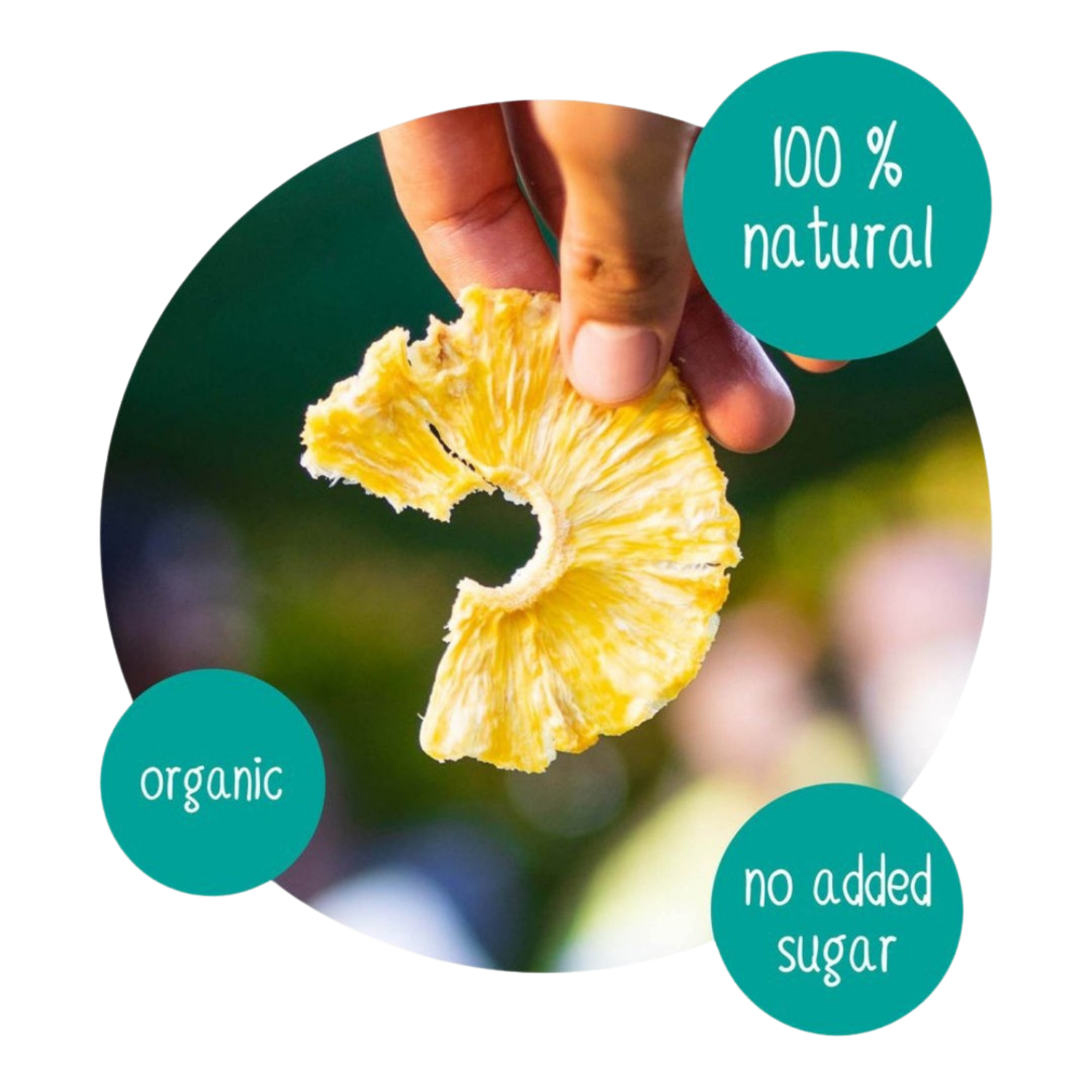 Hand holding a dried pineapple ring snack, organic dried pineapple slice, 100% natural fruit with no added sugar, tropical fruit snack ingredient for Do Good dried pineapple