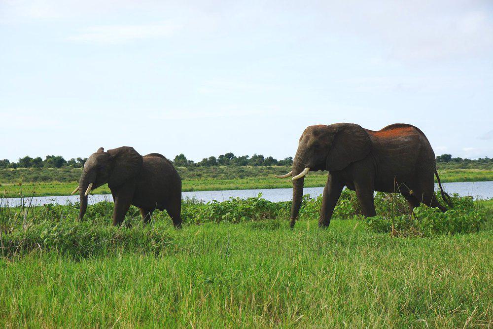Two elephants walking near a river in Uganda – DoGood Earth wildlife and sustainable nature connection