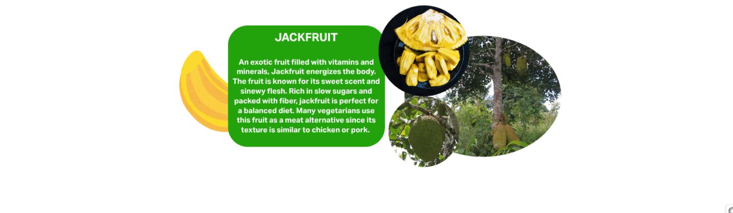 Fresh Ugandan jackfruit shown whole and sliced, organic tropical fruit rich in vitamins, fiber, and used as a natural meat alternative