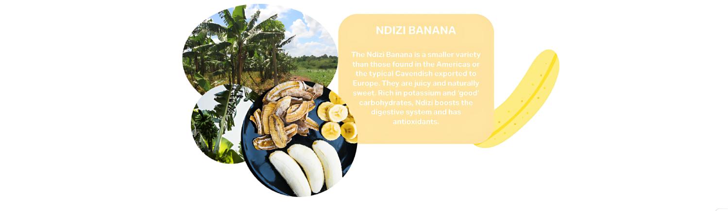 Ndizi bananas from Uganda shown fresh and dried, grown in fertile fields and rich in potassium, good carbohydrates, and antioxidants