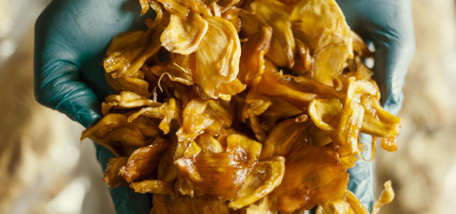 Hand holding organic dried jackfruit snack from Uganda, healthy tropical fruit rich in fiber and antioxidants