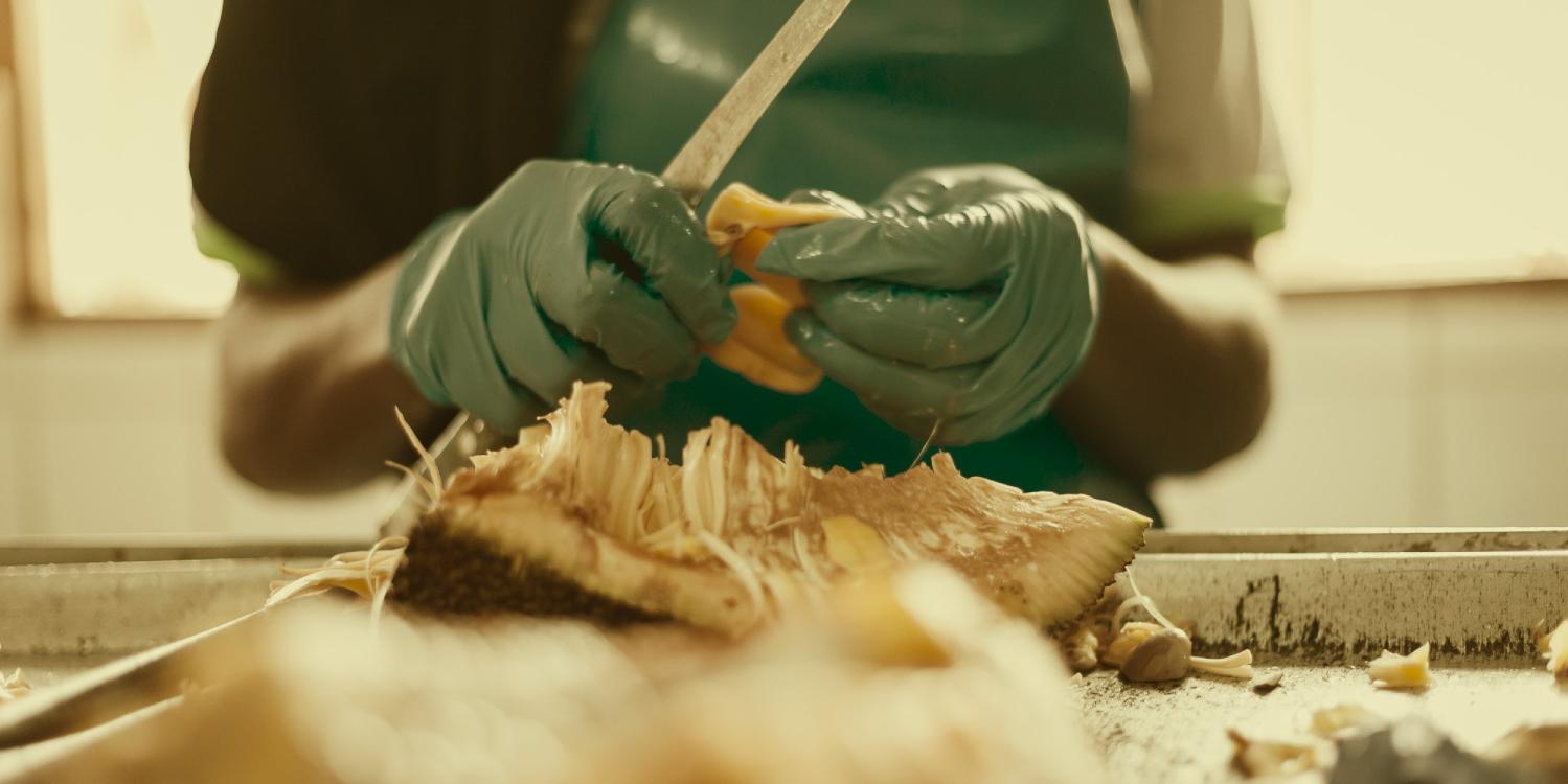 Worker in Uganda carefully processing fresh organic jackfruit by hand for dried fruit production