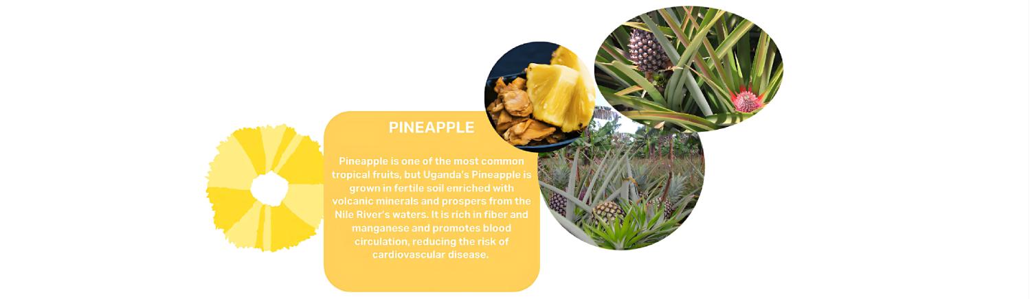 Ugandan pineapples grown in fertile volcanic soil with Nile River water, showing fresh fruit, flowering stage, and fields ready for harvest